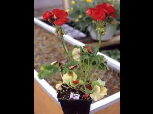 Géraniums - Moisissure grise (Botrytis cinerea)_1