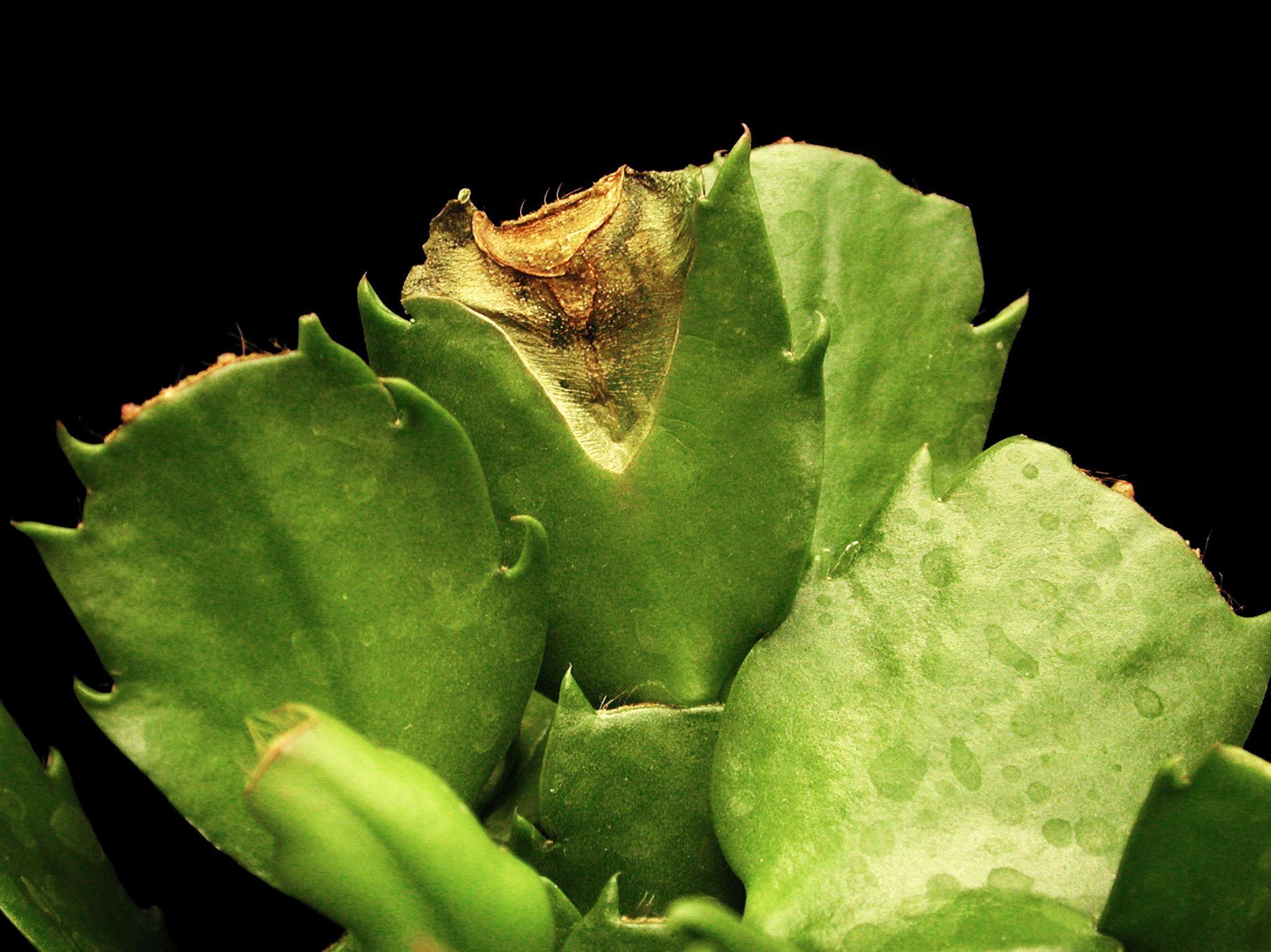 Cactus de Noël - Tache foliaire (Curvularia cactivora)