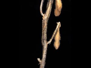 Soya - Anthracnose (Colletotrichum truncatum)