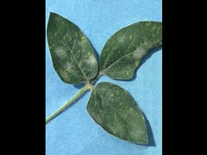 Soya - Blanc (Erysiphe diffusa)