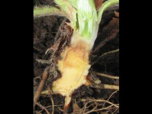 Fraise - Pourriture des racines et du collet (Phytophthora cactorum)