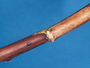 Framboise - Moisissure grise (Botrytis cinerea)