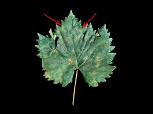 Vigne (raisin) - Blanc (Erysiphe necator)