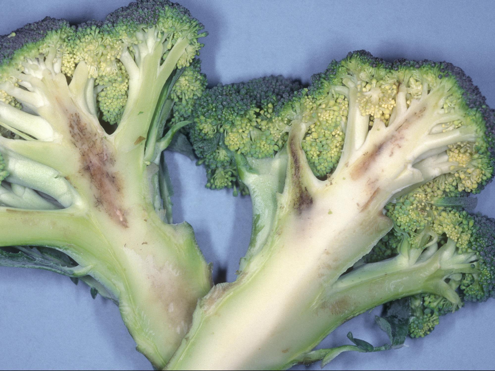 Brocoli - Mildiou (Peronospora parasitica)