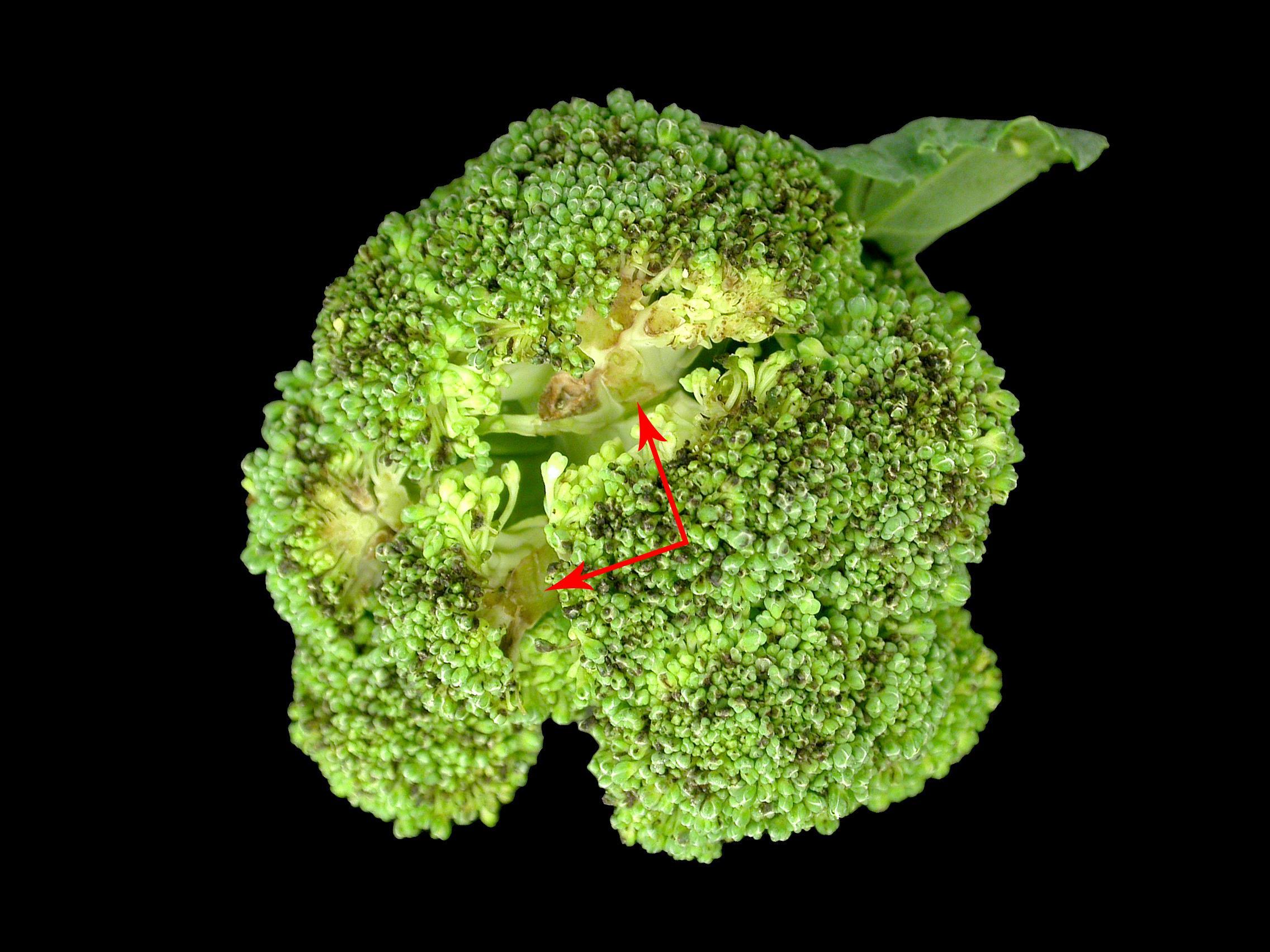 Brocoli - Tache noire alternarienne (Alternaria brassicicola)