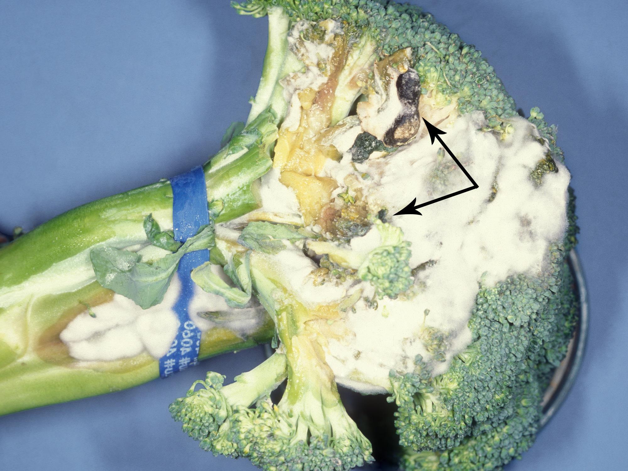  Brocoli - Pourriture sclérotique (Sclerotinia sclerotiorum)