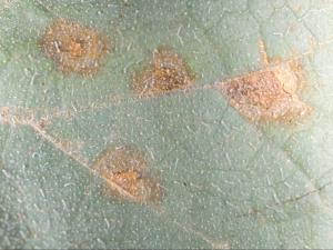 Concombre - Alternariose (Alternaria alternata)