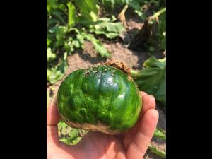 Courges - Virus de la tache annulaire de la papaye (PRSV)