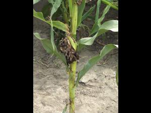 Maïs grain et fourrager - Charbon commun (Ustilago maydis)_6