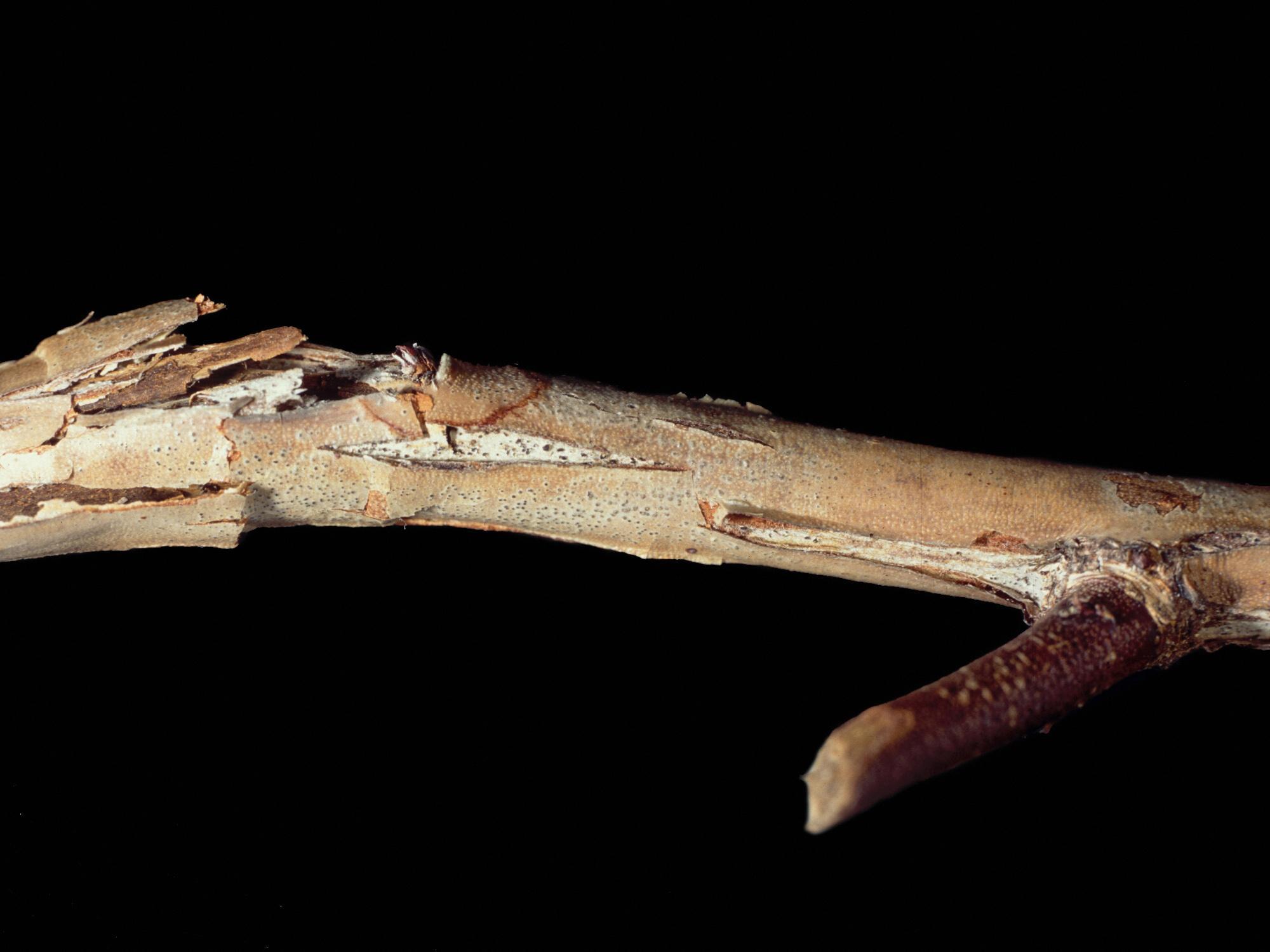 Bleuet en corymbe - Chancre à Fusicoccum (Godronia cassandrae)