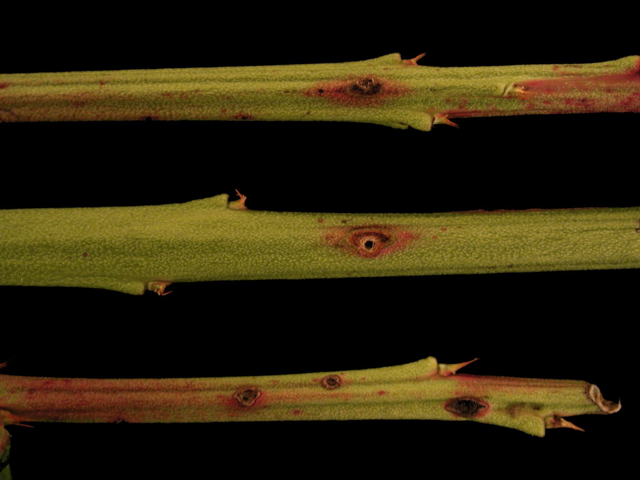 Bleuet en corymbe - Anthracnose (Colletotrichum sp.)