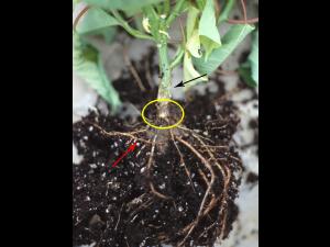 Poinsettia - Pourriture noire des racines (Berkeleyomyces basicola)