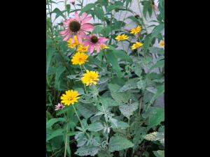 Héliopsides - Blanc (Erysiphe cichoracearum)