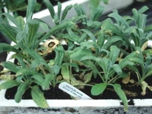 Giroflée - Alternariose (Alternaria sp.)