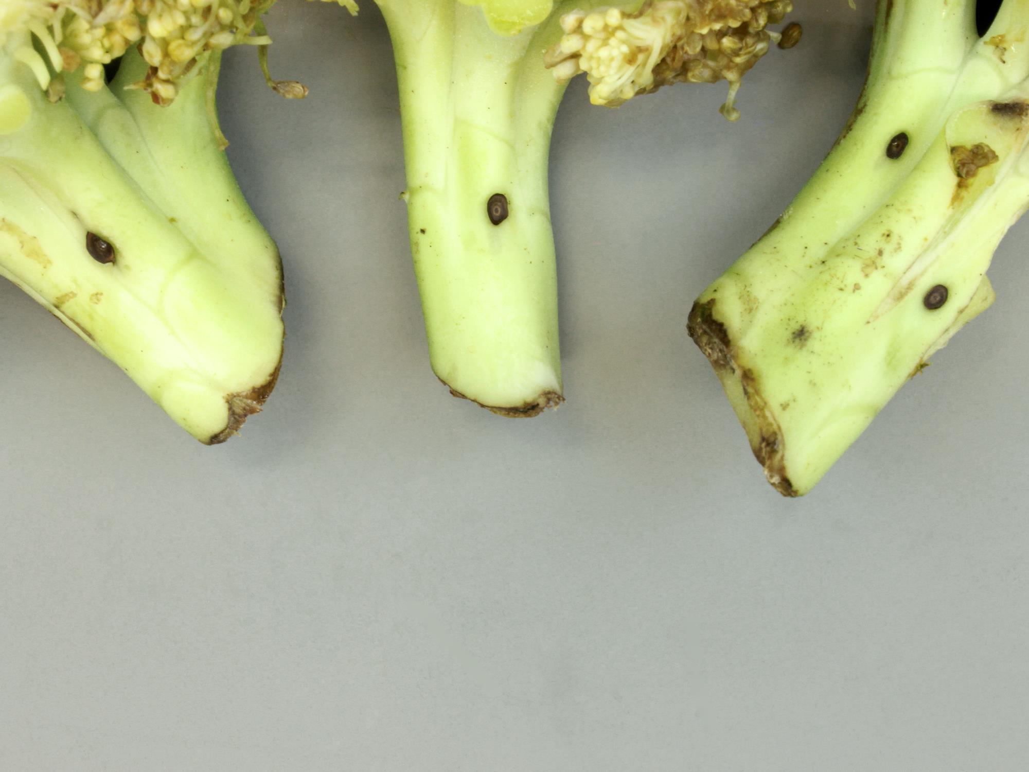 Brocoli - Tache noire alternarienne (Alternaria brassicicola)