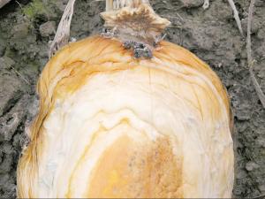 Citrouille - Pourriture sclérotique (Sclerotinia sclerotiorum)