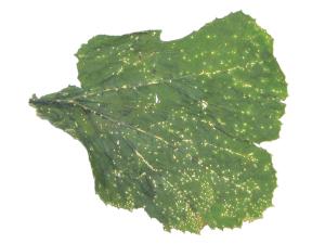 Courges - Tache plectosporienne (Plectosphaerella cucumerina)