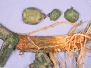 Concombre - Verticilliose (Verticillium dahliae)