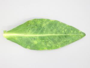 Stokésie - Virus de la maladie bronzée de la tomate (TSWV)