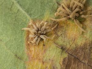 Pomme - Rouille (Gymnosporangium sp.)
