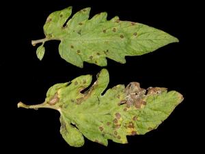 Tomate - Tache septorienne (Septoria lycopersici)