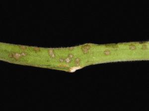 Tomate - Blanc (Erysiphe neolycopersici)