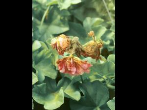 Géraniums - Moisissure grise (Botrytis cinerea)_2