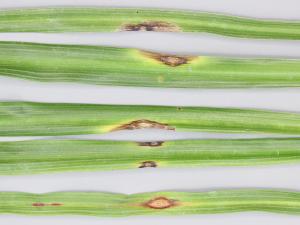 Dracénas - Anthracnose (Colletotrichum sp.)