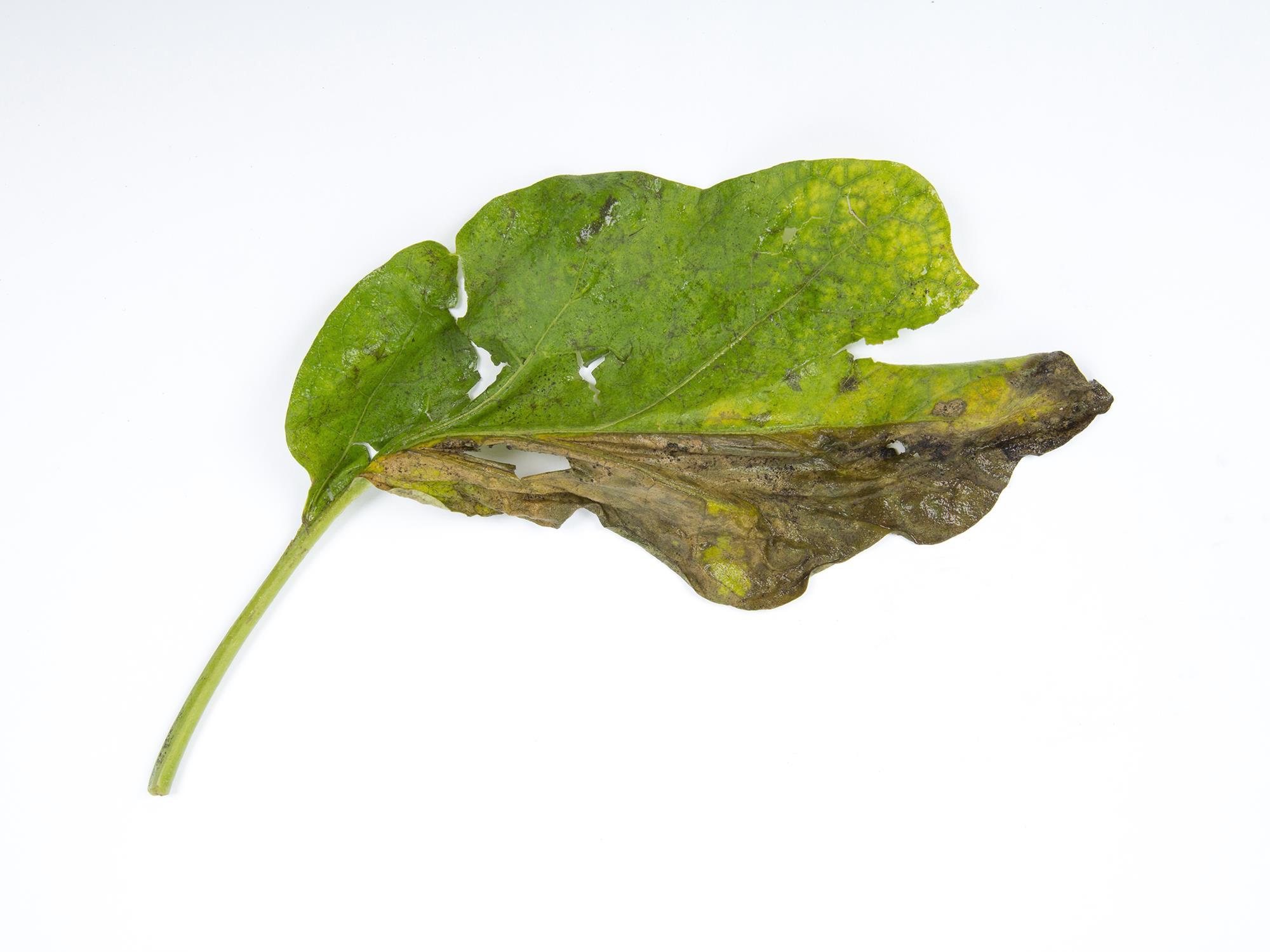 Aubergine - Verticilliose (Verticillium dahliae)