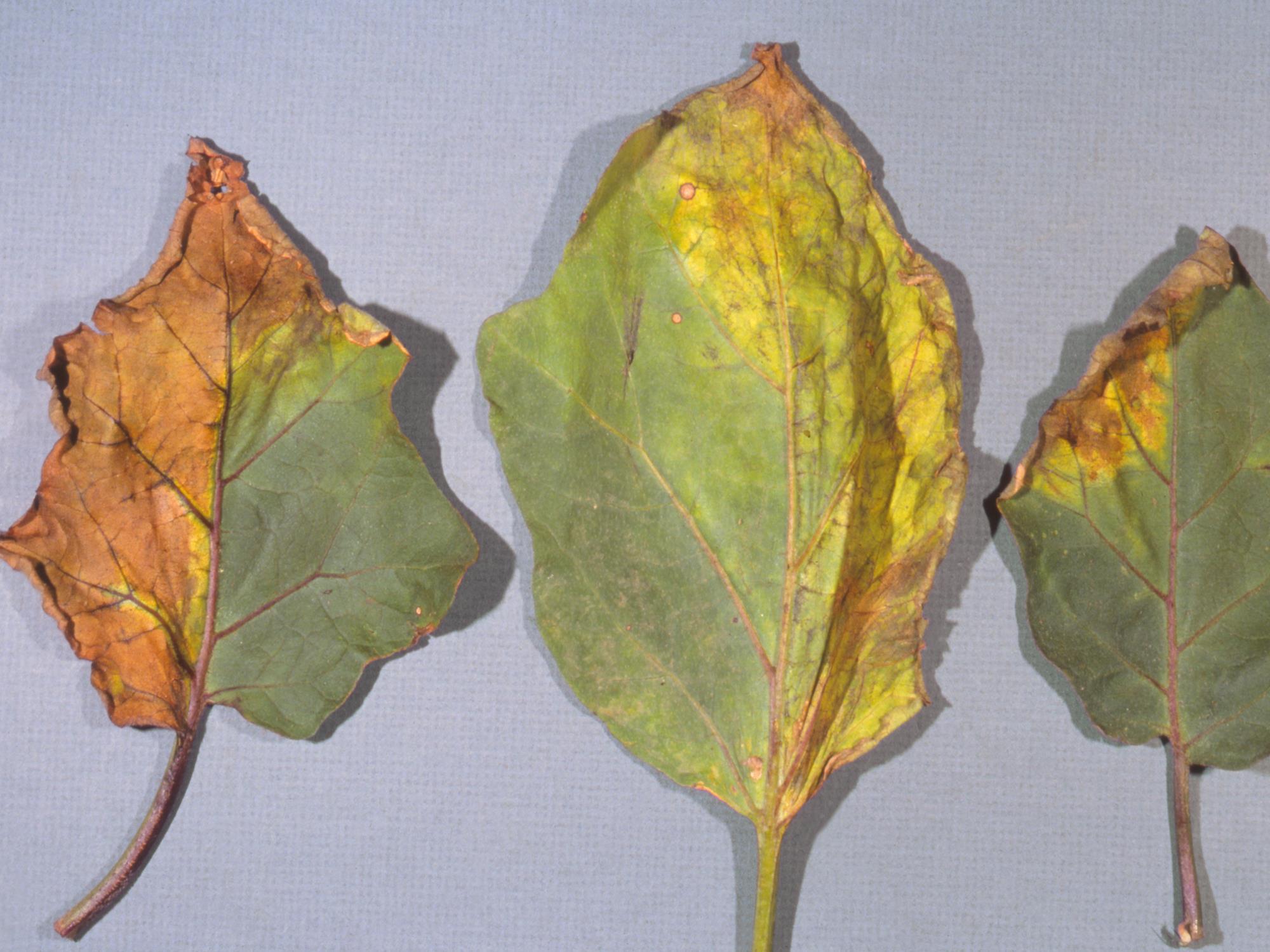 Aubergine - Verticilliose (Verticillium dahliae)