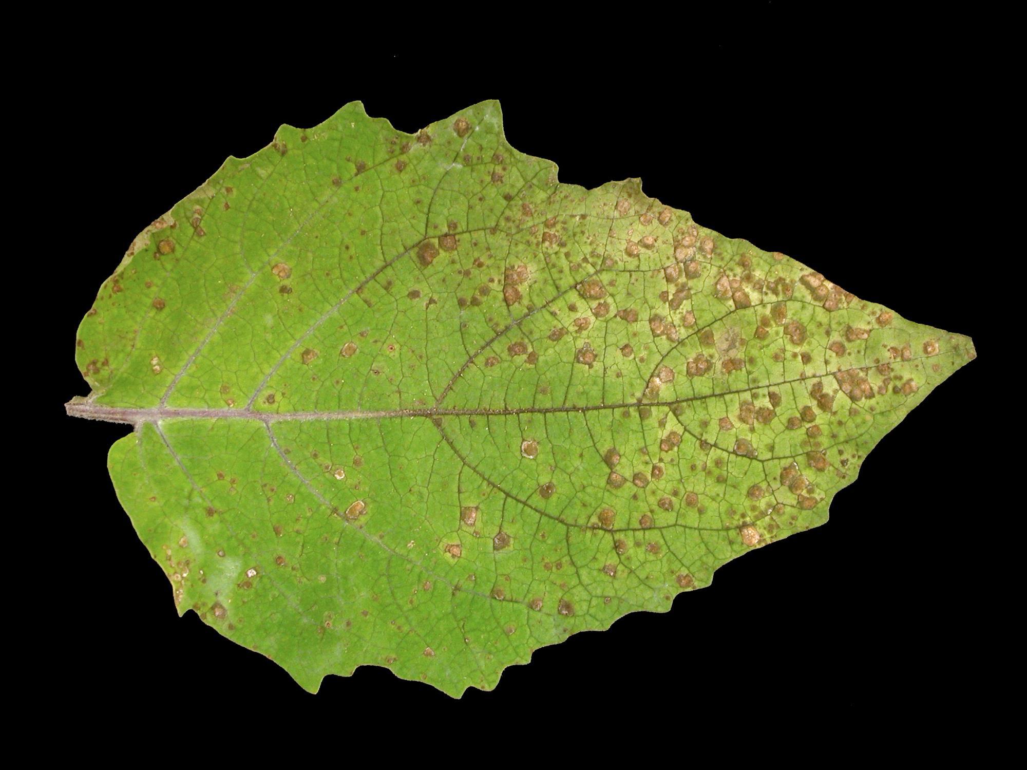 Cerise de terre - Charbon blanc (Entyloma australe)