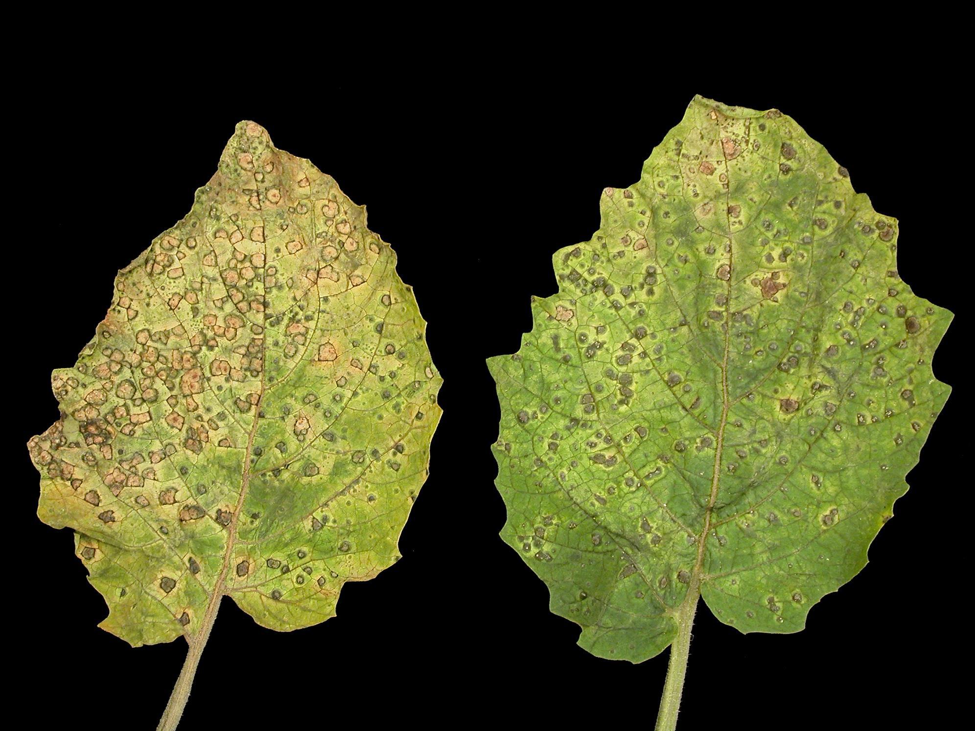 Cerise de terre - Charbon blanc (Entyloma australe)