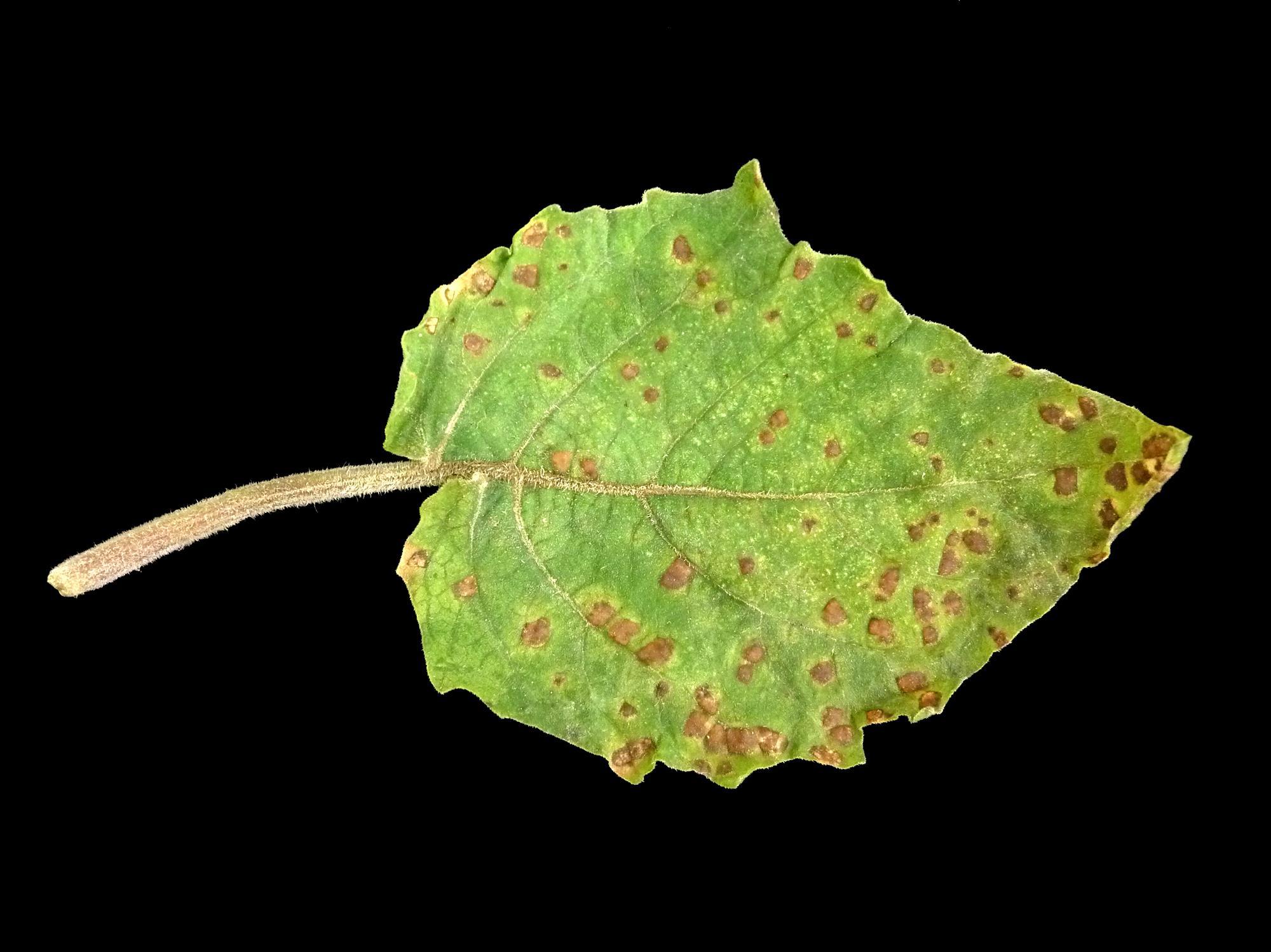 Cerise de terre - Charbon blanc (Entyloma australe)