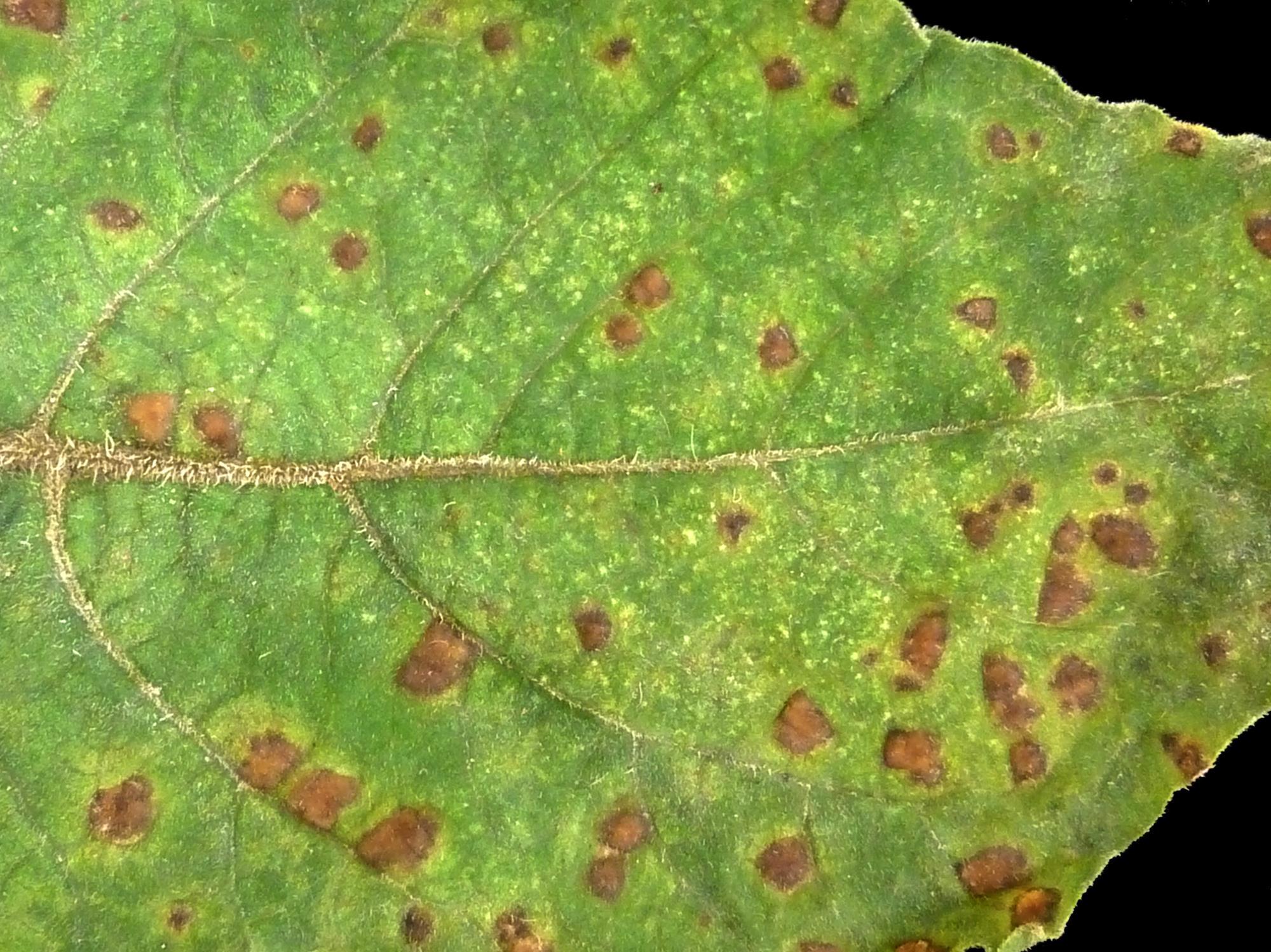 Cerise de terre - Charbon blanc (Entyloma australe)