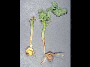 Pois - Pourriture des racines (Neocosmospora solani)_3