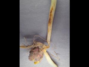 Pois - Pourriture des racines (Neocosmospora solani)_4