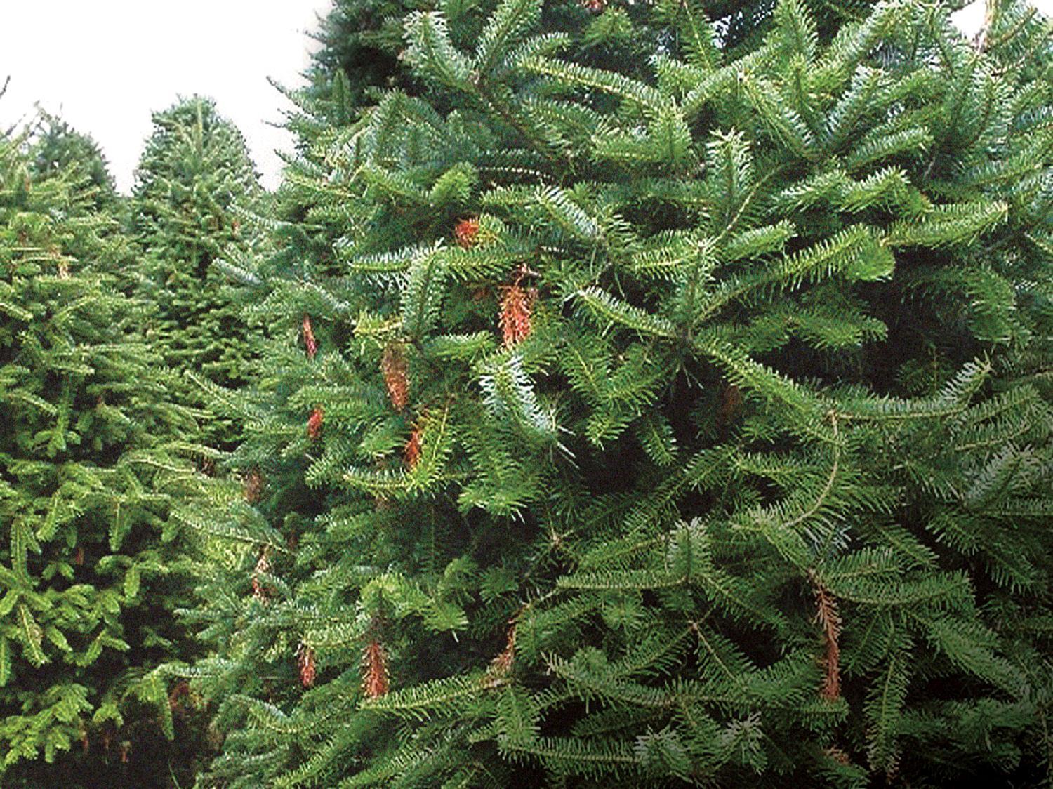 Arbres de Noël (sapins) - Brûlure phomopsienne (Diaporthe juniperivora)