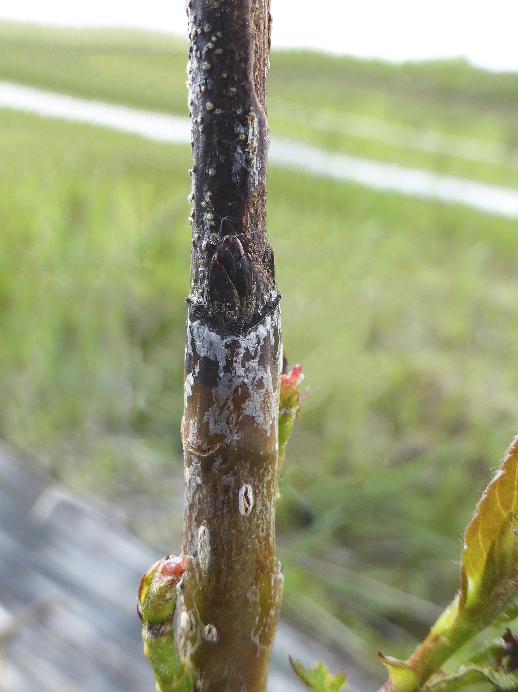 Aronie à fruits noirs - Chancre cytosporéen (Cytospora sp.)