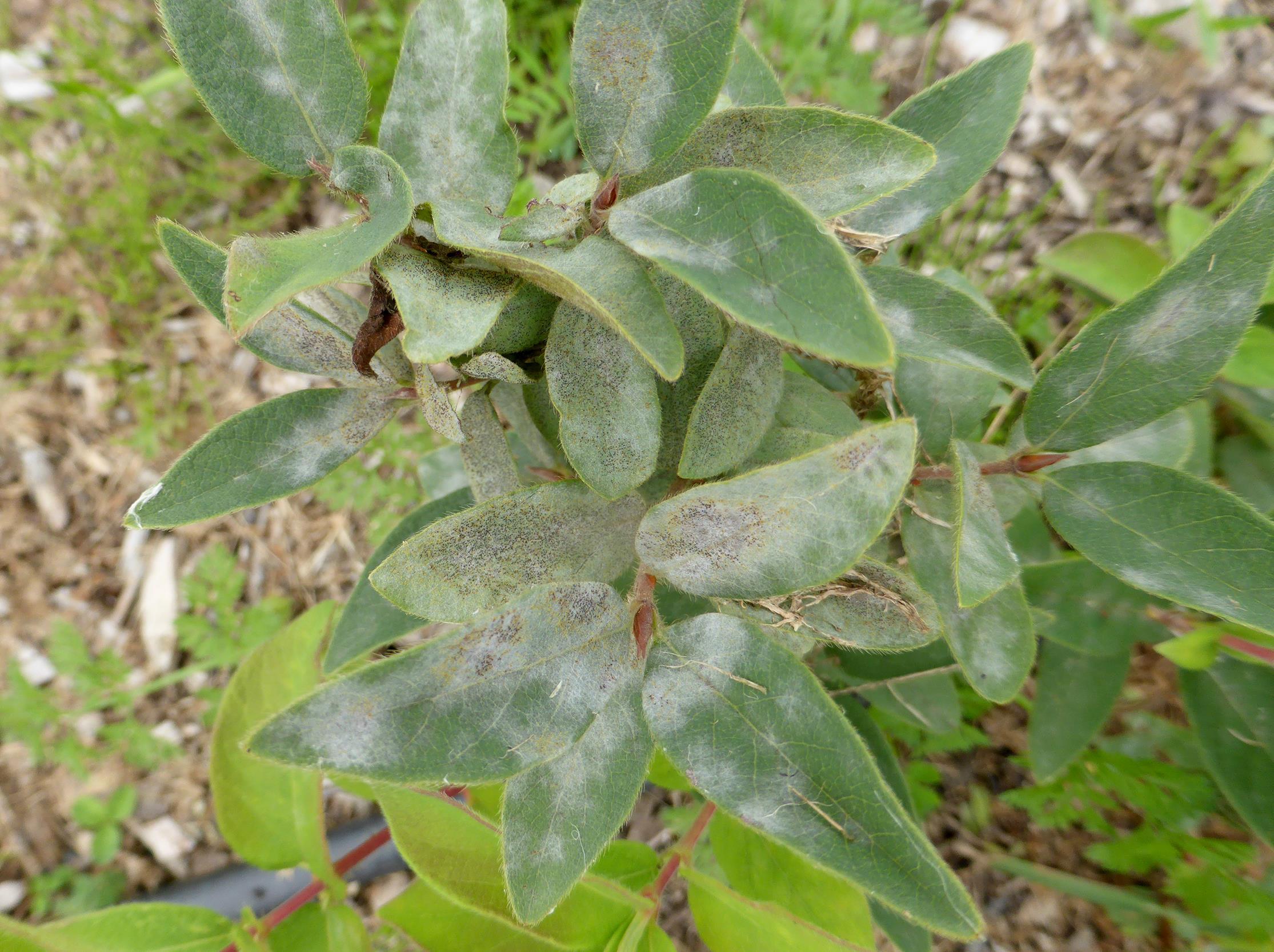 Camerise - Blanc (Erysiphe lonicerae)