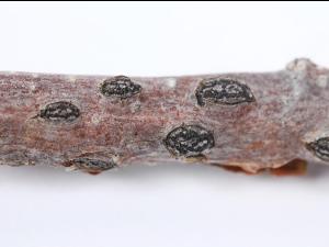 Noisetier - Brûlure orientale du noisetier (Anisogramma anomala)