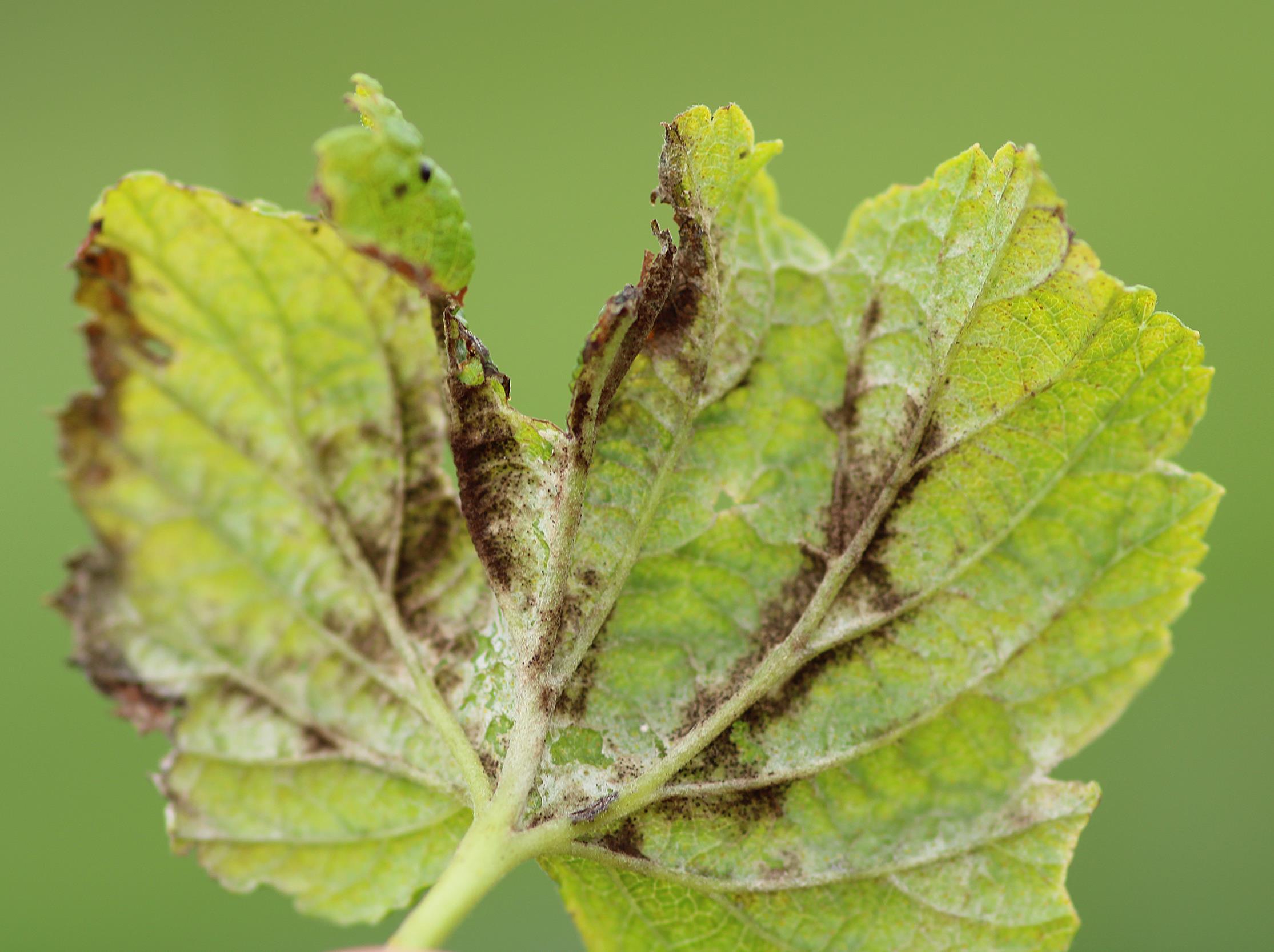 Cassis - Blanc (Podosphaera mors-uvae)