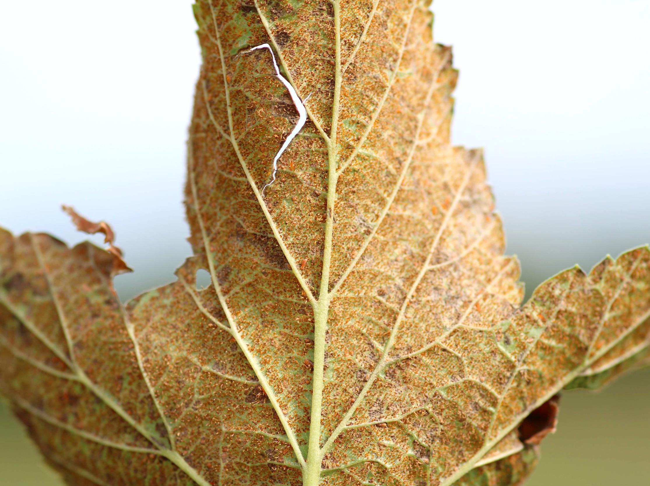 Cassis - Rouille vésiculeuse du pin blanc (Cronartium ribicola)