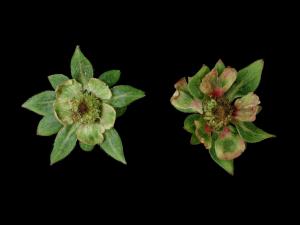 Fraise - Phytoplasme de la phyllodie du trèfle_2