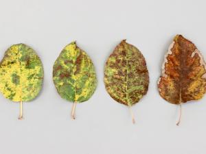 Pomme - Phytoplasme de la jaunisse de l'aster_9