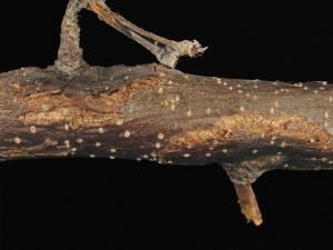 Pomme - Brûlure bactérienne (Erwinia amylovora)