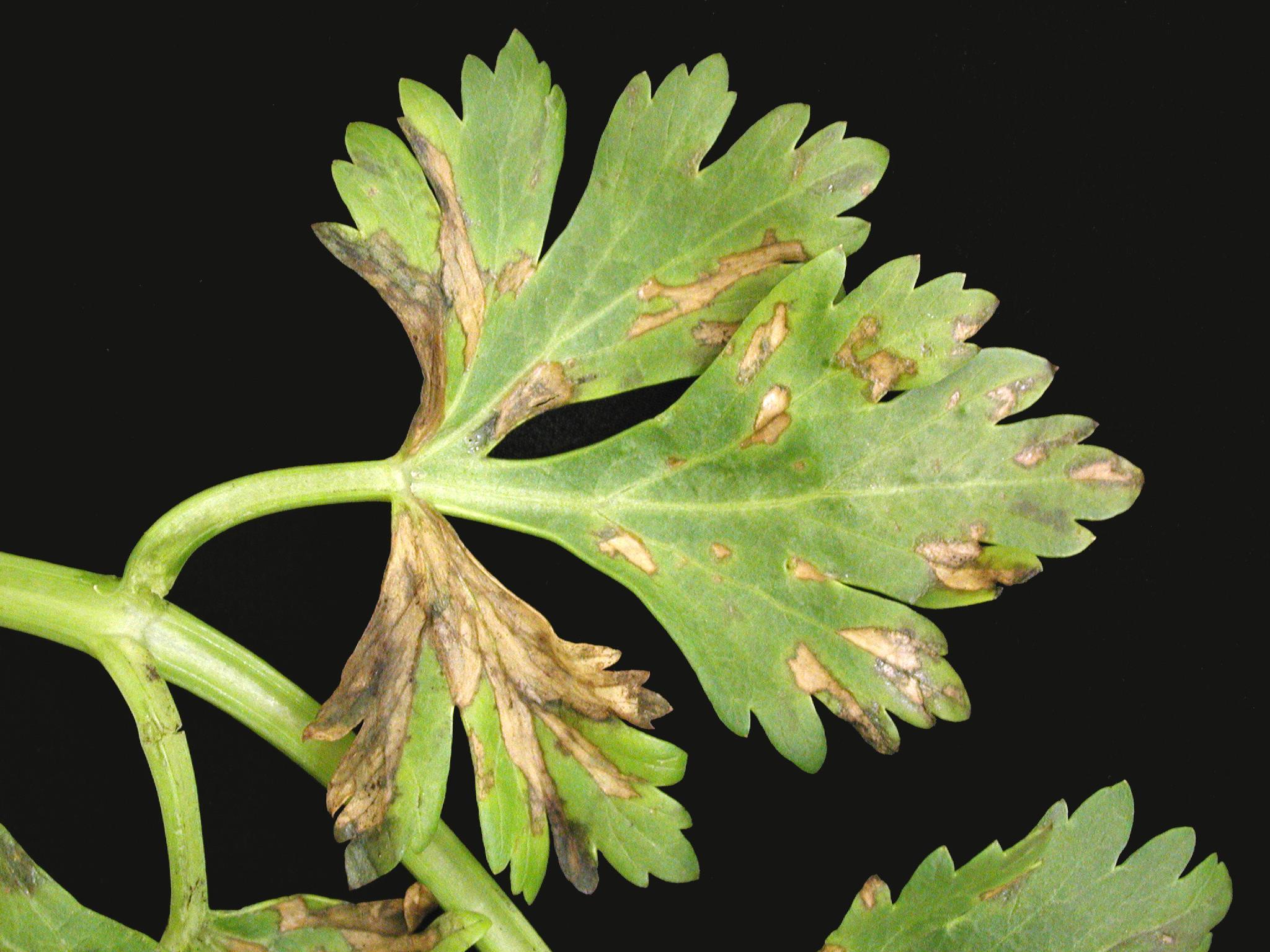 Céleri - Tache bactérienne (Pseudomonas syringae)