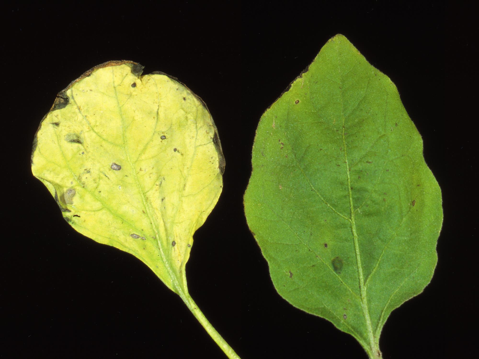 Aubergine - Tache bactérienne (Pseudomonas syringae)