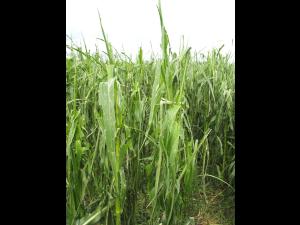 Maïs grain et fourrager - Grêle