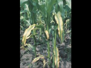 Maïs grain et fourrager - Carence en magnésium