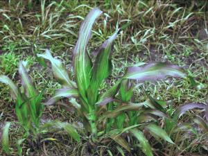Maïs grain et fourrager - Carence en phosphore_3